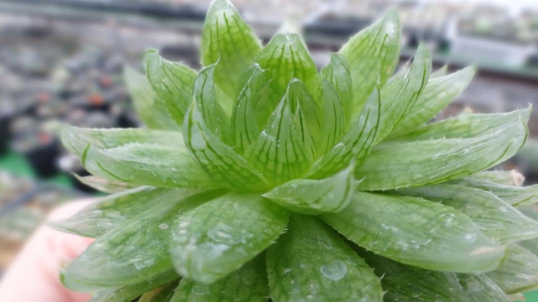 Amazon.co.jp: 多肉植物 ハオルチア 桜水晶 親株 : ホビー Amazon.co.jp: 多肉植物 ハオルチア 桜水晶 親株 : ホビー